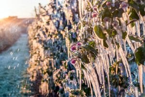 3 Common Sprinkler Winterization Mistakes and How to Avoid Them