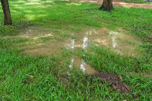 What to Do About Pooling Water On Your Lawn