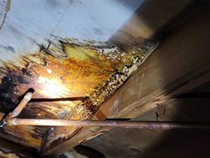 The Dangers of a Damp Crawlspace