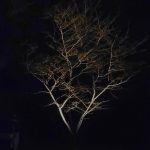 Accent Lighting in Raleigh, North Carolina