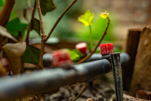 Drip Irrigation Can Solve Problems Sprinklers Can Miss