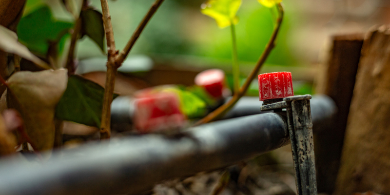 Drip Irrigation Can Solve Problems Sprinklers Can Miss